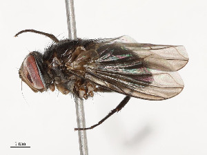  ( - CBG-A54406-A02)  @11 [ ] CreativeCommons - Attribution Share - Alike (2024) CBG Photography Group Centre for Biodiversity Genomics