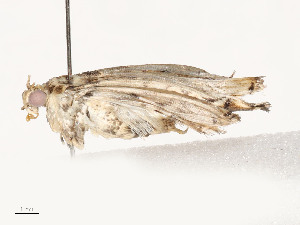  ( - CBG-A54406-A12)  @11 [ ] CreativeCommons - Attribution Share - Alike (2024) CBG Photography Group Centre for Biodiversity Genomics