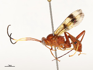  ( - CBG-A54406-D10)  @11 [ ] CreativeCommons - Attribution Share - Alike (2024) CBG Photography Group Centre for Biodiversity Genomics