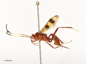  ( - CBG-A54406-D11)  @11 [ ] CreativeCommons - Attribution Share - Alike (2024) CBG Photography Group Centre for Biodiversity Genomics