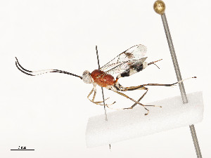  ( - CBG-A54406-F01)  @11 [ ] CreativeCommons - Attribution Share - Alike (2024) CBG Photography Group Centre for Biodiversity Genomics