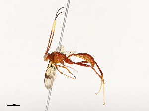  ( - CBG-A54408-A06)  @11 [ ] CreativeCommons - Attribution Share - Alike (2024) CBG Photography Group Centre for Biodiversity Genomics