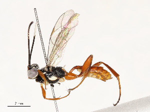  ( - CBG-A54408-A11)  @11 [ ] CreativeCommons - Attribution Share - Alike (2024) CBG Photography Group Centre for Biodiversity Genomics