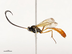  ( - CBG-A54408-A12)  @11 [ ] CreativeCommons - Attribution Share - Alike (2024) CBG Photography Group Centre for Biodiversity Genomics
