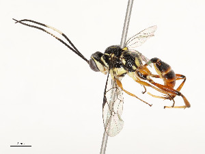  ( - CBG-A54408-B12)  @11 [ ] CreativeCommons - Attribution Share - Alike (2024) CBG Photography Group Centre for Biodiversity Genomics