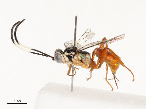  ( - CBG-A54408-C01)  @11 [ ] CreativeCommons - Attribution Share - Alike (2024) CBG Photography Group Centre for Biodiversity Genomics