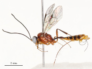  ( - CBG-A54481-D01)  @11 [ ] CreativeCommons - Attribution Share - Alike (2024) CBG Photography Group Centre for Biodiversity Genomics