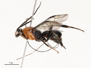  ( - CBG-A54481-E01)  @11 [ ] CreativeCommons - Attribution Share - Alike (2024) CBG Photography Group Centre for Biodiversity Genomics