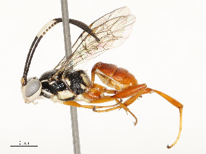  ( - CBG-A54481-E07)  @11 [ ] CreativeCommons - Attribution Share - Alike (2024) CBG Photography Group Centre for Biodiversity Genomics