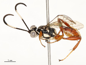  ( - CBG-A54481-E10)  @11 [ ] CreativeCommons - Attribution Share - Alike (2024) CBG Photography Group Centre for Biodiversity Genomics