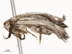  ( - CBG-A54482-B01)  @11 [ ] CreativeCommons - Attribution Share - Alike (2024) CBG Photography Group Centre for Biodiversity Genomics