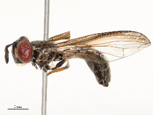  ( - CBG-A54482-C09)  @11 [ ] CreativeCommons - Attribution Share - Alike (2024) CBG Photography Group Centre for Biodiversity Genomics