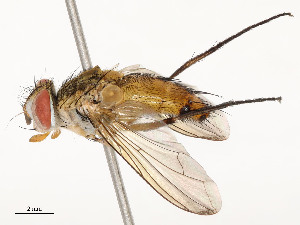  (Leskia Janzen27 - CBG-A54482-D03)  @11 [ ] CreativeCommons - Attribution Share - Alike (2024) CBG Photography Group Centre for Biodiversity Genomics