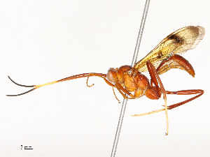  ( - CBG-A54482-H01)  @11 [ ] CreativeCommons - Attribution Share - Alike (2024) CBG Photography Group Centre for Biodiversity Genomics