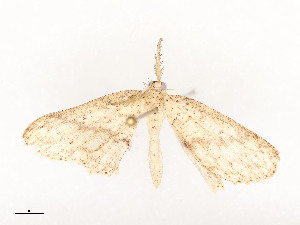  ( - CBG-A54483-A01)  @11 [ ] CreativeCommons - Attribution Share - Alike (2024) CBG Photography Group Centre for Biodiversity Genomics