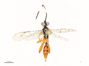  ( - CBG-A54483-D06)  @11 [ ] CreativeCommons - Attribution Share - Alike (2024) CBG Photography Group Centre for Biodiversity Genomics