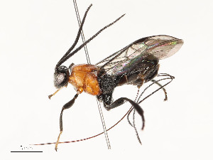  ( - CBG-A54483-F03)  @11 [ ] CreativeCommons - Attribution Share - Alike (2024) CBG Photography Group Centre for Biodiversity Genomics