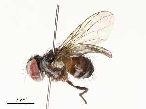  ( - CBG-A54497-C06)  @11 [ ] CreativeCommons - Attribution Share - Alike (2024) CBG Photography Group Centre for Biodiversity Genomics