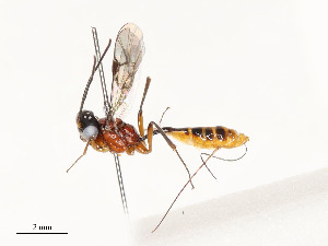  ( - CBG-A54497-C11)  @11 [ ] CreativeCommons - Attribution Share - Alike (2024) CBG Photography Group Centre for Biodiversity Genomics