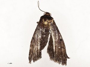  ( - CBG-A54497-D07)  @11 [ ] CreativeCommons - Attribution Share - Alike (2024) CBG Photography Group Centre for Biodiversity Genomics