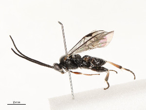  ( - CBG-A54497-G01)  @11 [ ] CreativeCommons - Attribution Share - Alike (2024) CBG Photography Group Centre for Biodiversity Genomics