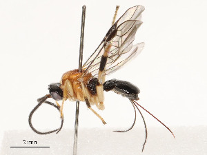  ( - CBG-A54498-E05)  @11 [ ] CreativeCommons - Attribution Share - Alike (2024) CBG Photography Group Centre for Biodiversity Genomics