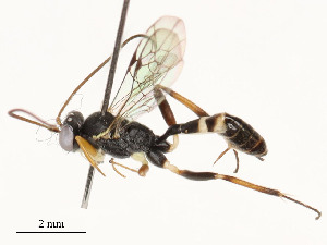  (Hyposoter INB-561 - CBG-A54498-F08)  @11 [ ] CreativeCommons - Attribution Share - Alike (2024) CBG Photography Group Centre for Biodiversity Genomics