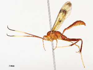  ( - CBG-A54499-A06)  @11 [ ] CreativeCommons - Attribution Share - Alike (2024) CBG Photography Group Centre for Biodiversity Genomics
