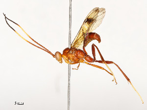  ( - CBG-A54499-A12)  @11 [ ] CreativeCommons - Attribution Share - Alike (2024) CBG Photography Group Centre for Biodiversity Genomics