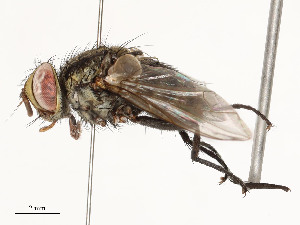  ( - CBG-A54499-D07)  @11 [ ] CreativeCommons - Attribution Share - Alike (2024) CBG Photography Group Centre for Biodiversity Genomics