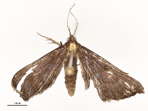  ( - CBG-A54499-E07)  @11 [ ] CreativeCommons - Attribution Share - Alike (2024) CBG Photography Group Centre for Biodiversity Genomics