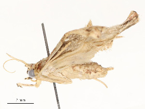  (Sigela Malaise2798 - CBG-A54499-G10)  @11 [ ] CreativeCommons - Attribution Share - Alike (2024) CBG Photography Group Centre for Biodiversity Genomics