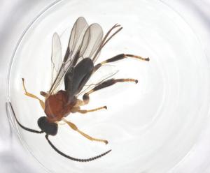  ( - CBG-A55803-H01)  @11 [ ] CreativeCommons - Attribution Share - Alike (2024) Centre for Biodiversity Genomics Centre for Biodiversity Genomics