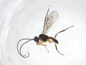  ( - CBG-A55806-A12)  @11 [ ] CreativeCommons - Attribution Share - Alike (2024) Centre for Biodiversity Genomics Centre for Biodiversity Genomics