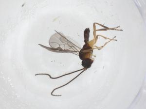  ( - CBG-A55807-D02)  @11 [ ] CreativeCommons - Attribution Share - Alike (2024) Centre for Biodiversity Genomics Centre for Biodiversity Genomics