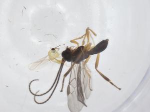  ( - CBG-A55807-D10)  @11 [ ] CreativeCommons - Attribution Share - Alike (2024) Centre for Biodiversity Genomics Centre for Biodiversity Genomics