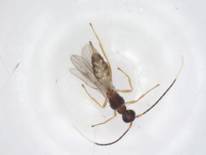  ( - CBG-A55826-C10)  @11 [ ] CreativeCommons - Attribution Share - Alike (2024) Centre for Biodiversity Genomics Centre for Biodiversity Genomics