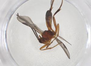  ( - CBG-A55831-B11)  @11 [ ] CreativeCommons - Attribution Share - Alike (2024) Centre for Biodiversity Genomics Centre for Biodiversity Genomics