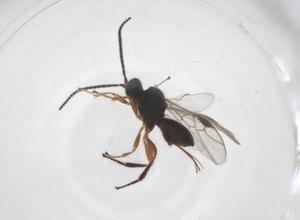  (Triaspis Malaise8488 - CBG-A55838-B01)  @11 [ ] CreativeCommons - Attribution Share - Alike (2024) Centre for Biodiversity Genomics Centre for Biodiversity Genomics