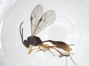  ( - CBG-A55839-E12)  @11 [ ] CreativeCommons - Attribution Share - Alike (2024) Centre for Biodiversity Genomics Centre for Biodiversity Genomics