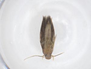  ( - CBG-A56250-F10)  @11 [ ] CreativeCommons - Attribution Share - Alike (2024) Centre for Biodiversity Genomics Centre for Biodiversity Genomics