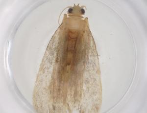  (Sigela BioLep8535 - CBG-A56276-A05)  @11 [ ] CreativeCommons - Attribution Share - Alike (2024) Centre for Biodiversity Genomics Centre for Biodiversity Genomics