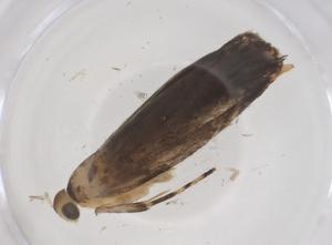  ( - CBG-A56793-B05)  @11 [ ] CreativeCommons - Attribution Share - Alike (2024) Centre for Biodiversity Genomics Centre for Biodiversity Genomics