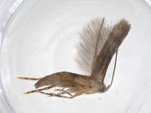  ( - CBG-A56793-F12)  @11 [ ] CreativeCommons - Attribution Share - Alike (2024) Centre for Biodiversity Genomics Centre for Biodiversity Genomics