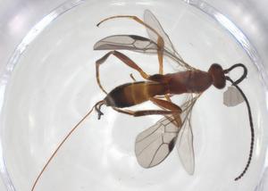  ( - CBG-A56794-B02)  @11 [ ] CreativeCommons - Attribution Share - Alike (2024) Centre for Biodiversity Genomics Centre for Biodiversity Genomics