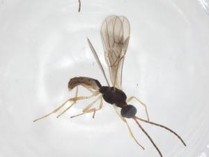  ( - CBG-A56794-C02)  @11 [ ] CreativeCommons - Attribution Share - Alike (2024) Centre for Biodiversity Genomics Centre for Biodiversity Genomics