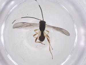  ( - CBG-A56807-F03)  @11 [ ] CreativeCommons - Attribution Share - Alike (2024) Centre for Biodiversity Genomics Centre for Biodiversity Genomics