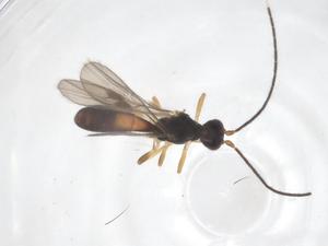  ( - CBG-A56808-H07)  @11 [ ] CreativeCommons - Attribution Share - Alike (2024) Centre for Biodiversity Genomics Centre for Biodiversity Genomics