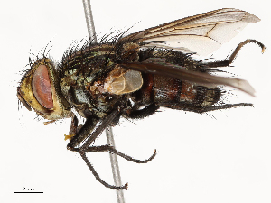  ( - CBG-A58710-H01)  @11 [ ] CreativeCommons - Attribution Share - Alike (2025) CBG Photography Group Centre for Biodiversity Genomics