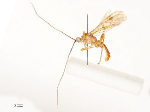  ( - CBG-A58711-D08)  @11 [ ] CreativeCommons - Attribution Share - Alike (2025) CBG Photography Group Centre for Biodiversity Genomics